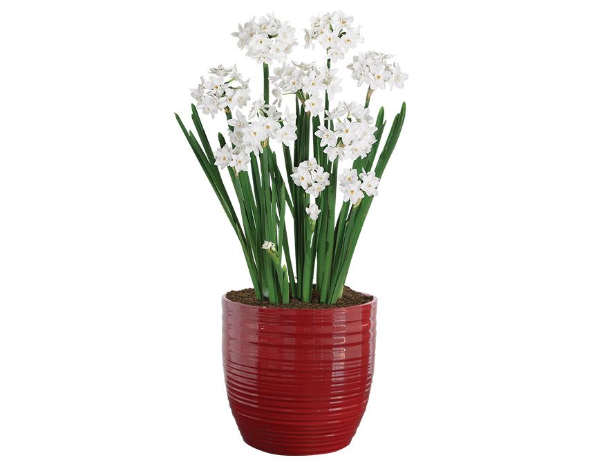 Paperwhites & Decorative Tin