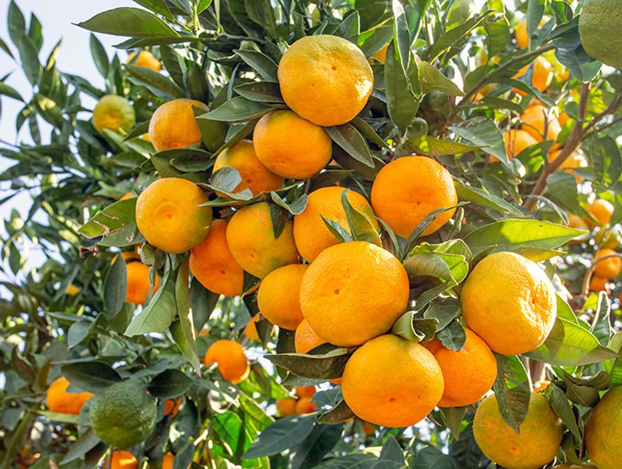 PD24-SolZestMandarins_02.jpg