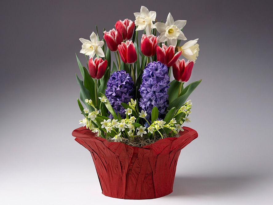 Assorted Holiday Bulb Garden