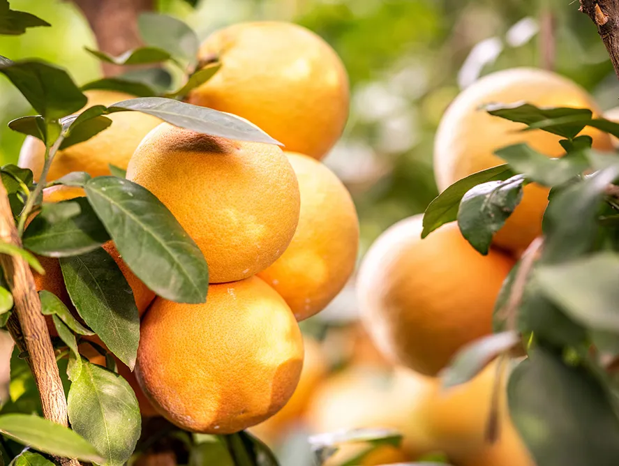 Twice the Citrus for Free