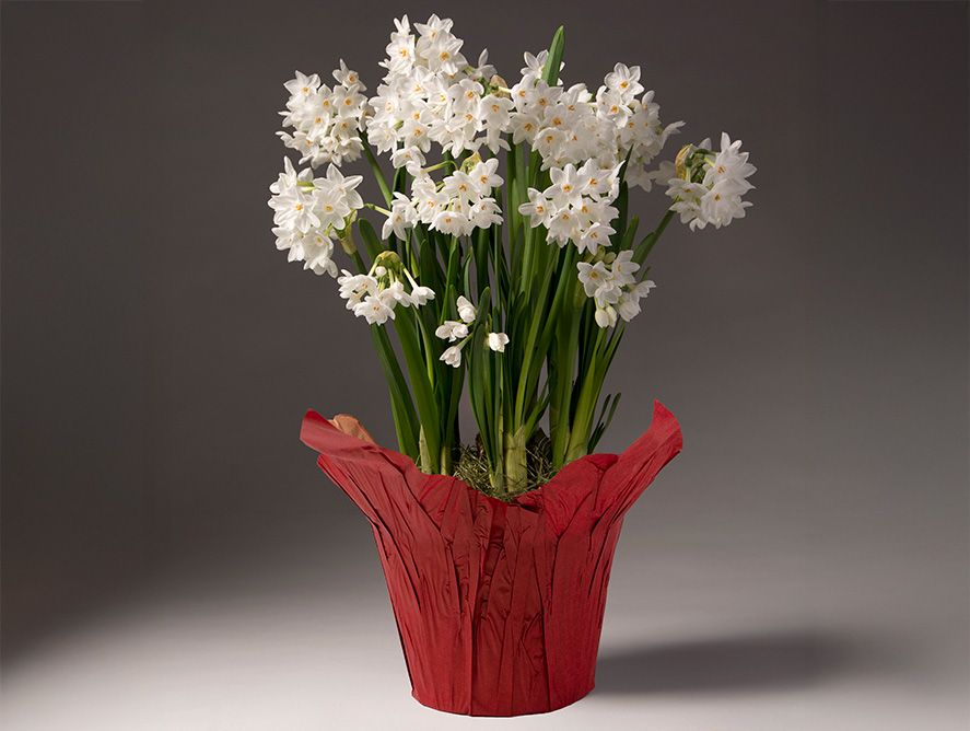 Christmas Cheer Paperwhite Bulb Garden