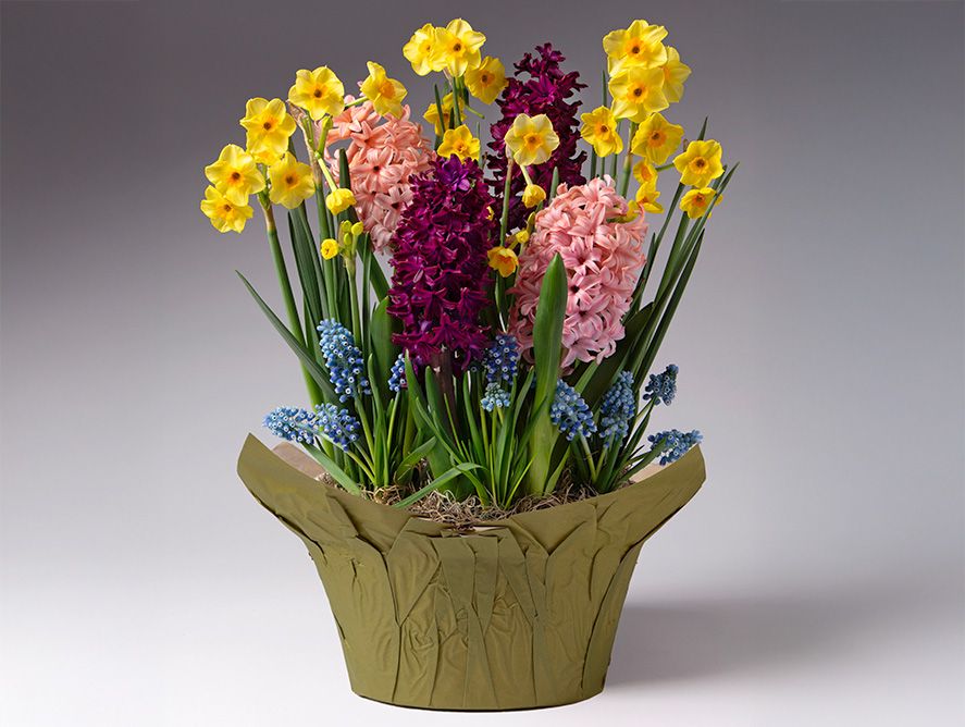 Blossoms & Sunshine Bulb Garden