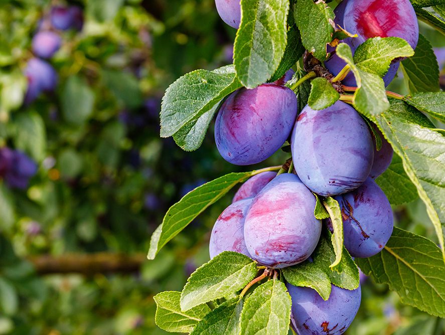 PD25-Plums_02.jpg