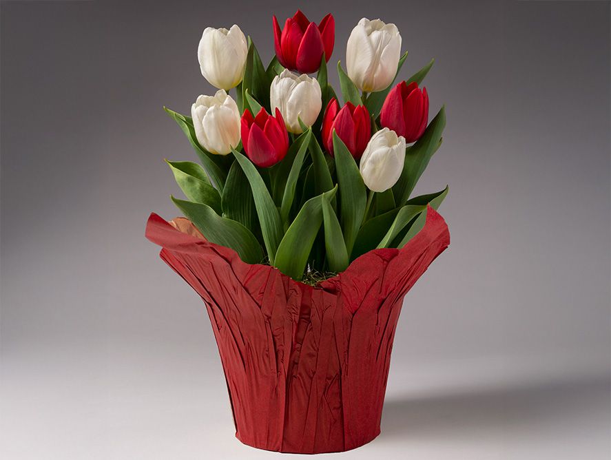 Red & White Tulip Assortment