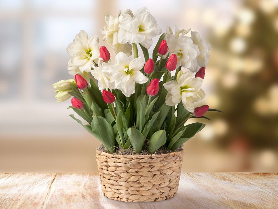 Winter Morning Bulb Garden