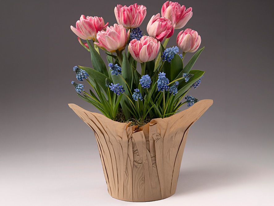 Pink Tulip & Blue Muscari Spring Garden