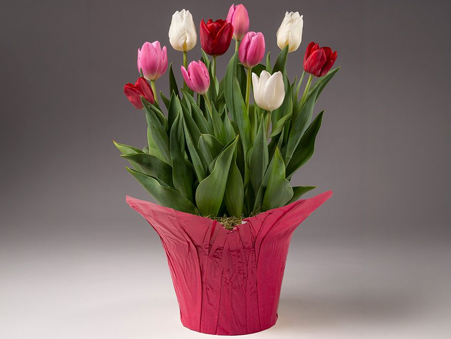 Spring Tulip Bulb Garden