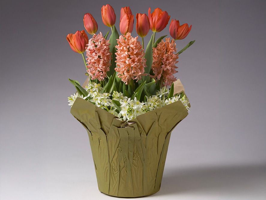 Shades of Pink Bulb Garden