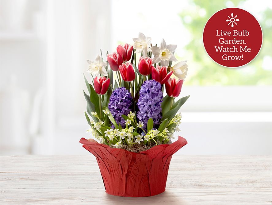 Assorted Holiday Bulb Garden