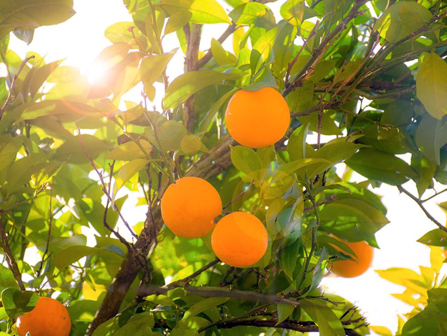 PD26-CS-Oranges_02.jpg