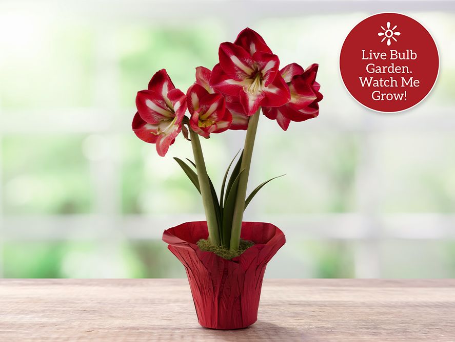 Cocktail Amaryllis Bulb Garden