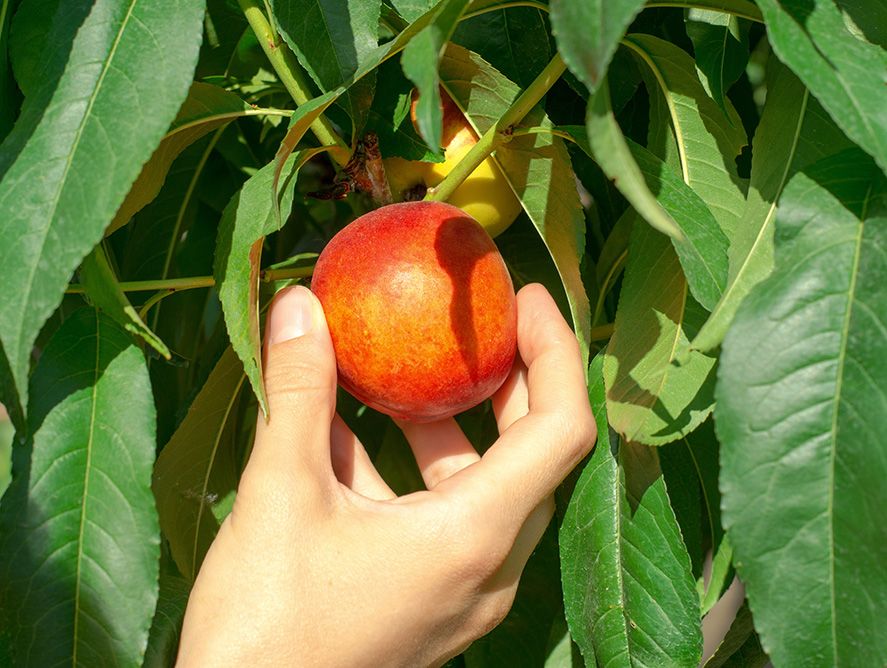 PD26-Nectarines_01.jpg