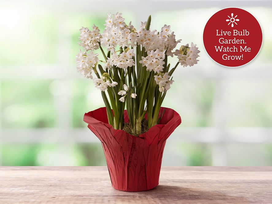 Christmas Cheer Paperwhite Bulb Garden
