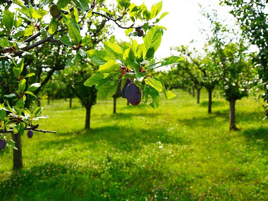 PD26-Plums_01.jpg