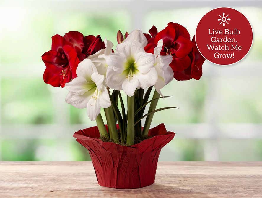 Holiday Splendor Amaryllis Garden