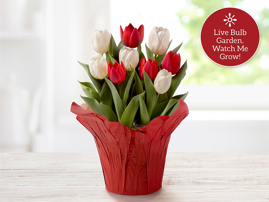 Red & White Tulip Assortment