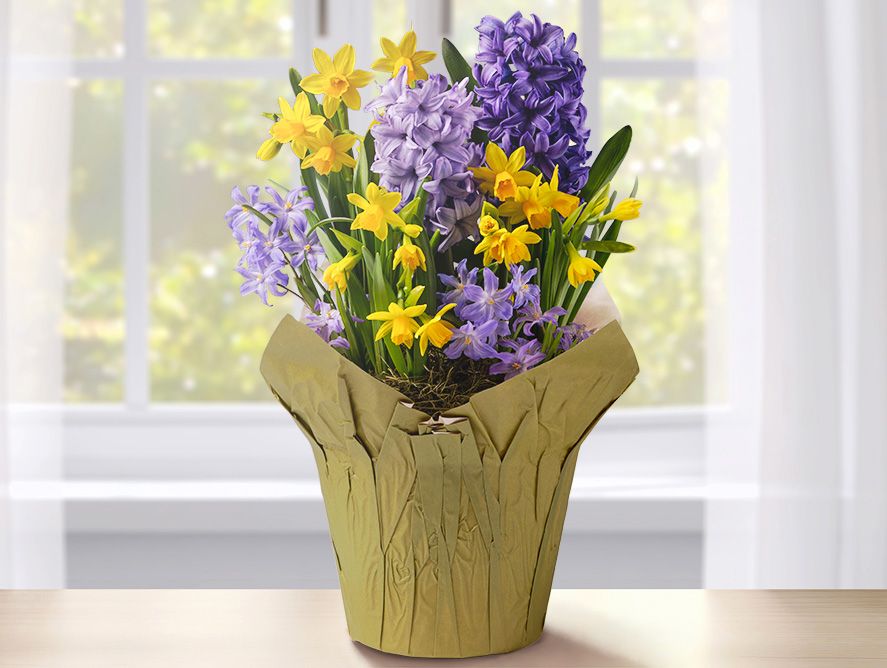 Sunny Skies Spring Bulb Garden