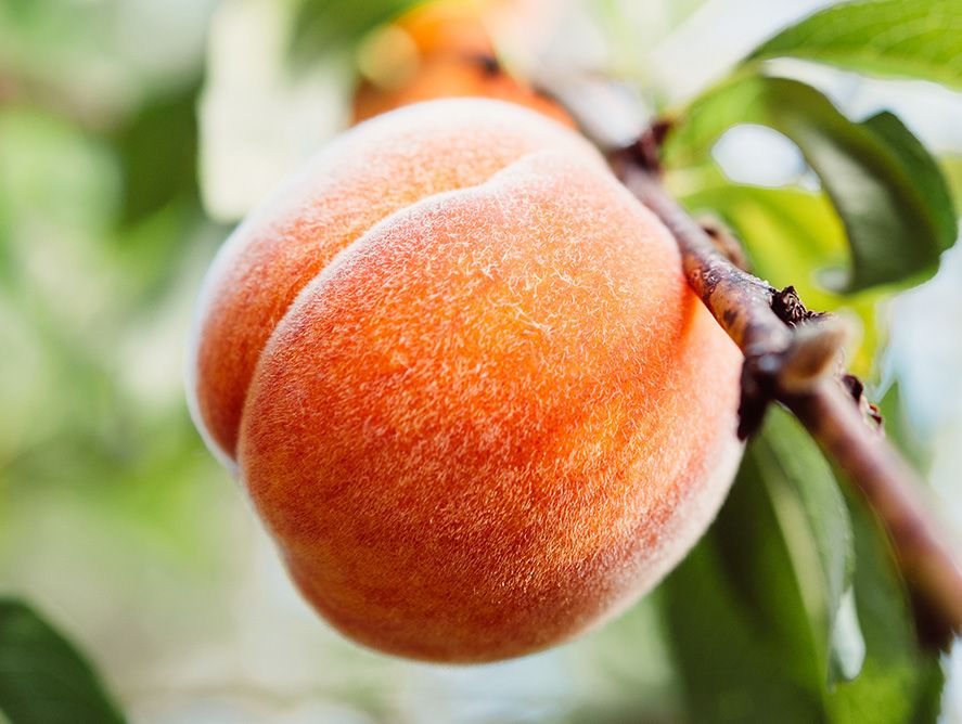 PD26-SweetPeaches_01.jpg