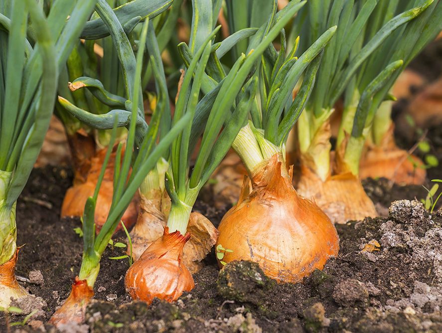pd23-texas1015onions_01.jpg