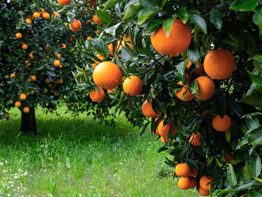 pd24-cs-oranges_05.jpg