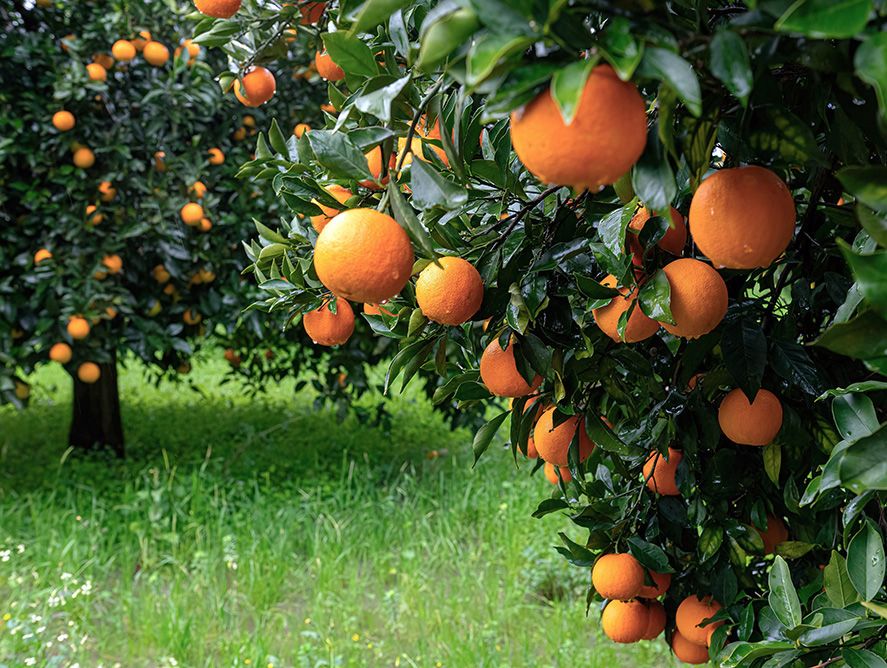 pd24-naveloranges_03.jpg