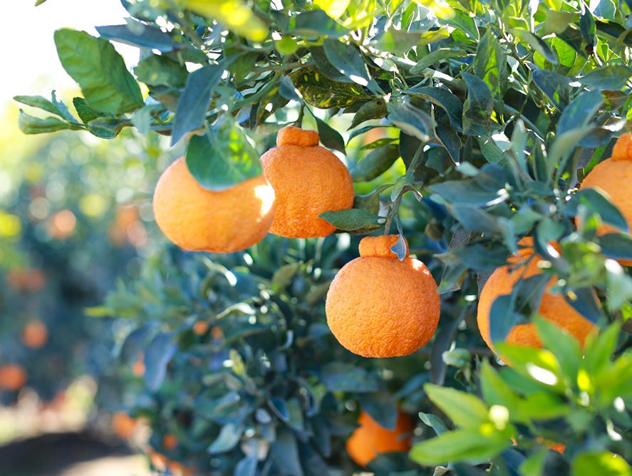 pd25-goldenhoneybells_01.jpg