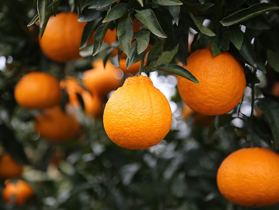 pd25-honeybells_03.jpg
